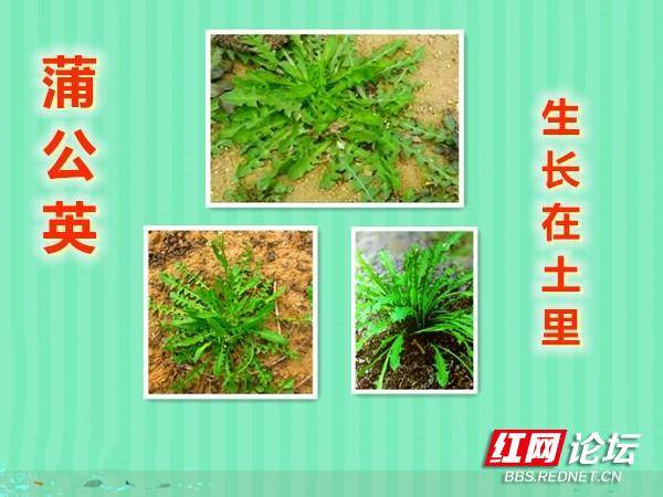 三月草长莺飞，是时候尝尝春天的味道了