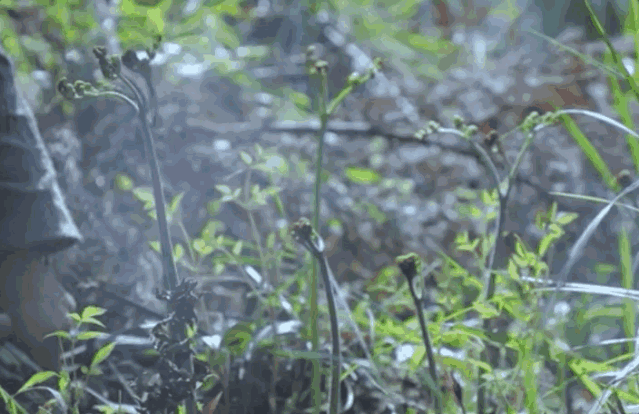 寻味四川 | 跟着苏东坡，尝眉山“春味”