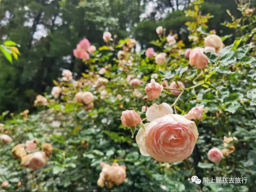 如果停課四周,只想帶娃搬去這裡 相親聯誼 第31張-戀愛小秘書-娜米 如果停課四周,只想帶娃搬去這裡 相親聯誼 第31張