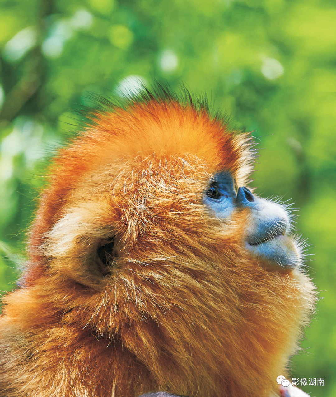 金丝猴简介金丝猴神农架的精灵