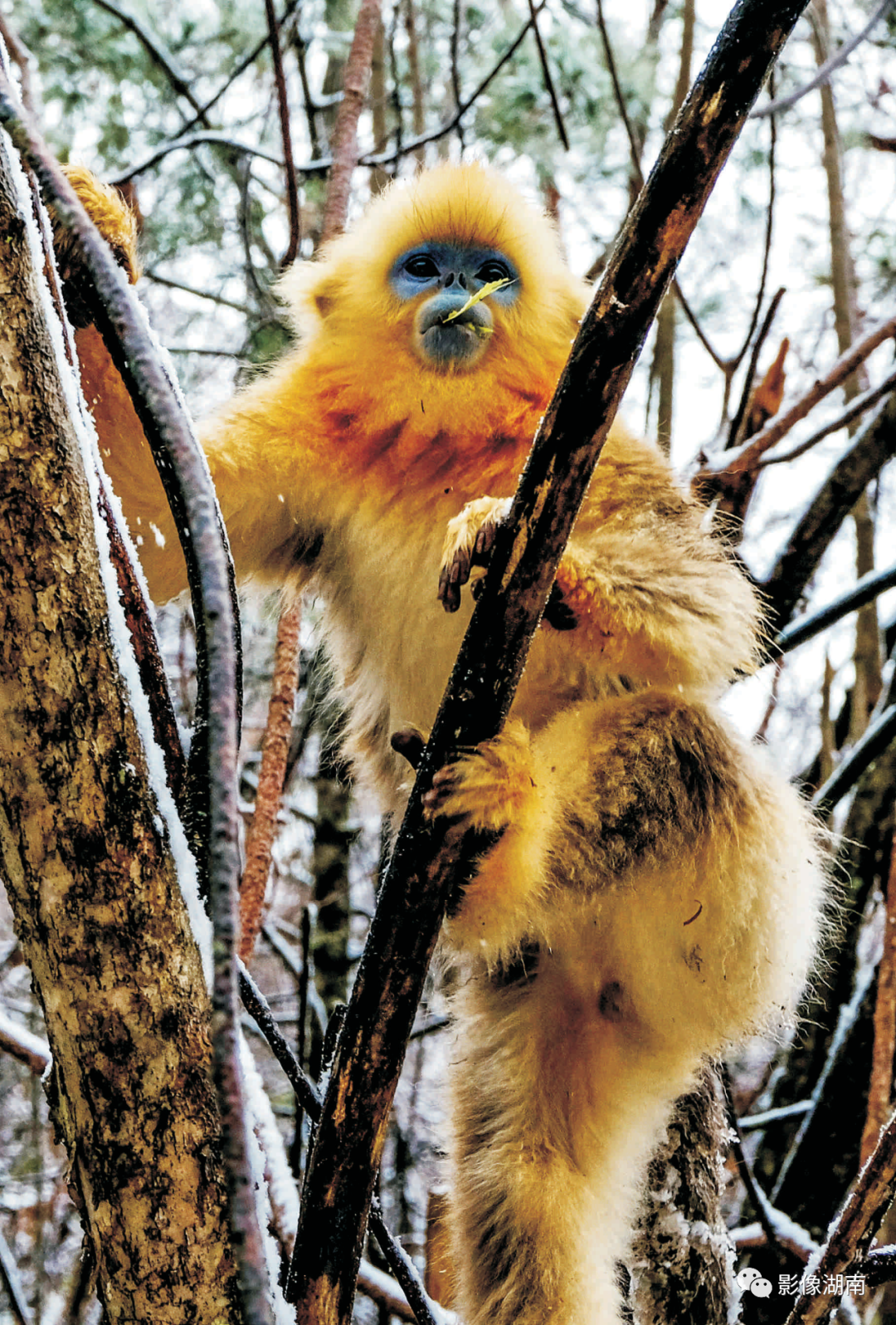 金丝猴简介金丝猴神农架的精灵