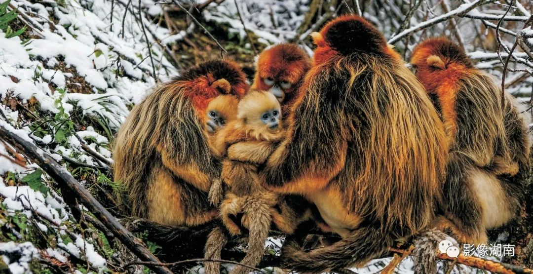 神農架林區川金猴嶺棲息地大龍潭野生動物科考保護人員在冬季常常投食