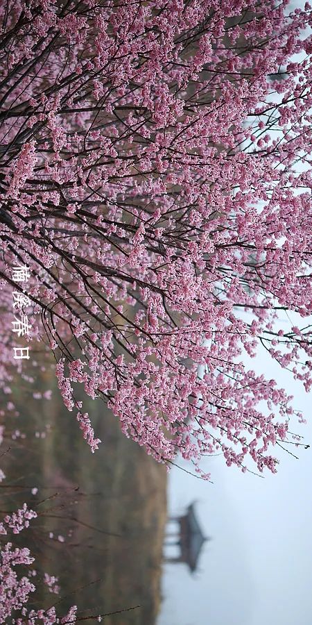 楠溪春日 大地已被涂抹成梦幻的颜色 请横屏欣赏 天天看点