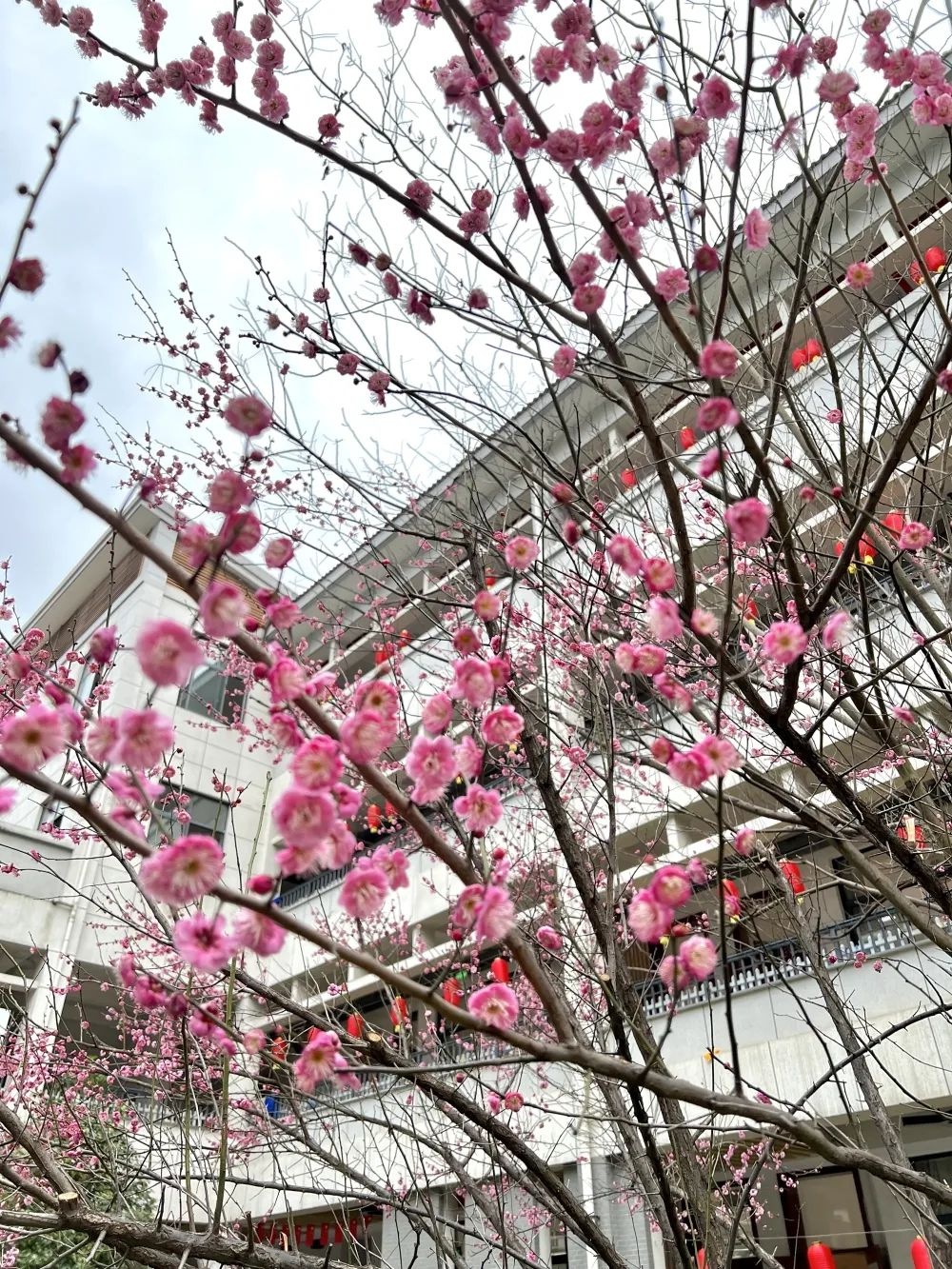 正是春花烂漫时,把最美的校园春景送给你