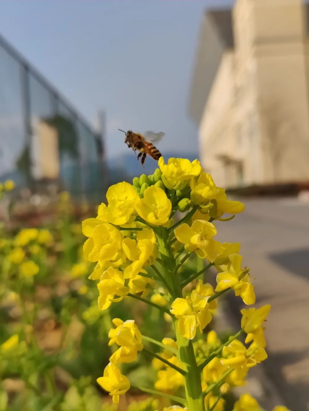 正是春花烂漫时，把最美的校园春景送给你