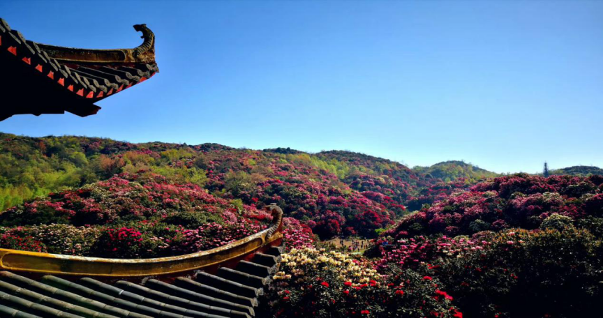 “卫星视角下的美丽乡村”——毕节市 鹏程社区 │ 邂逅地球的彩带，去看百里杜鹃花海