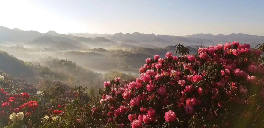 “卫星视角下的美丽乡村”——毕节市 鹏程社区 │ 邂逅地球的彩带，去看百里杜鹃花海