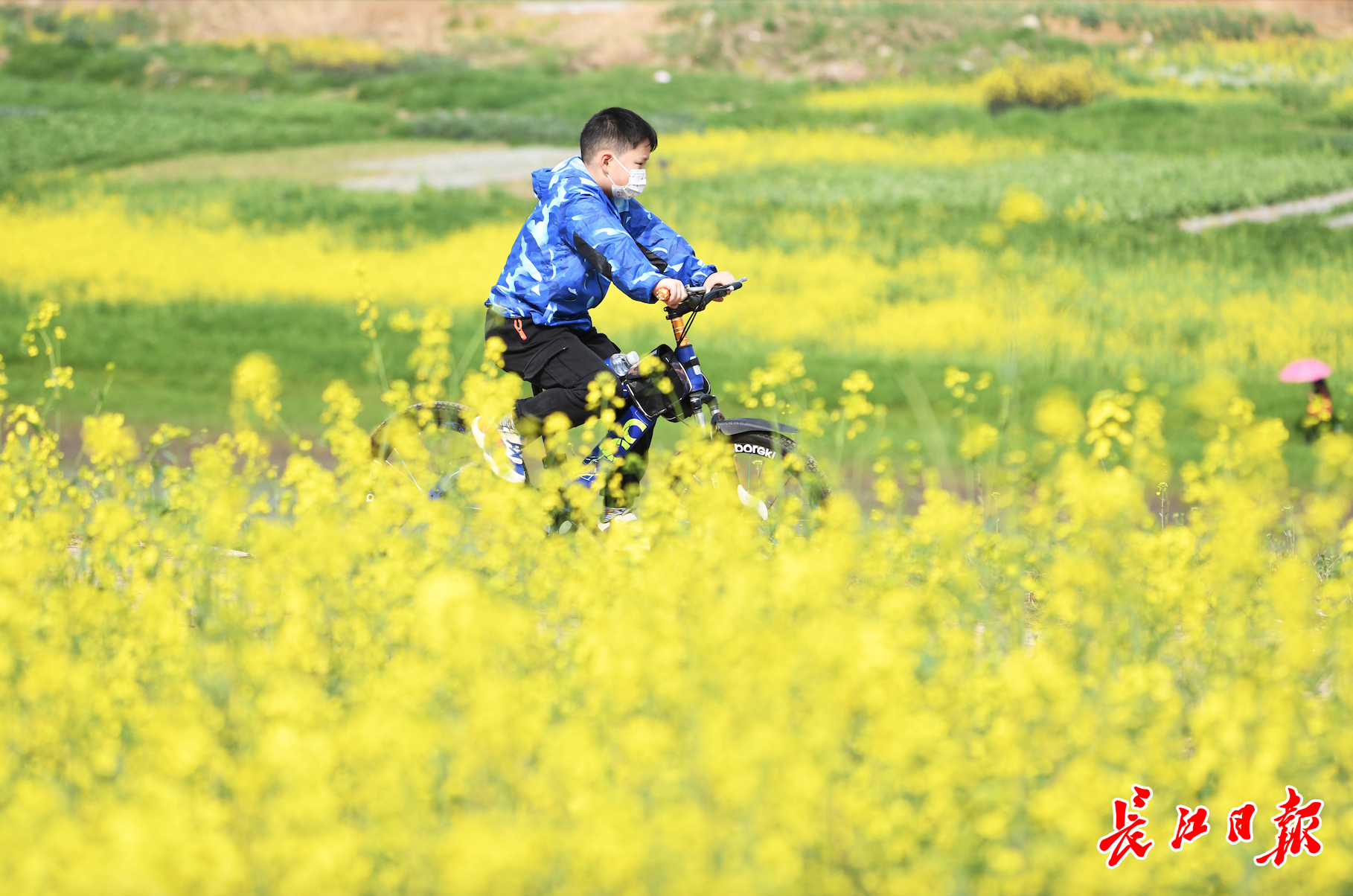 武汉一周 | 赏花热打造武汉新IP，城市出彩“颜值”也是经济“产值”