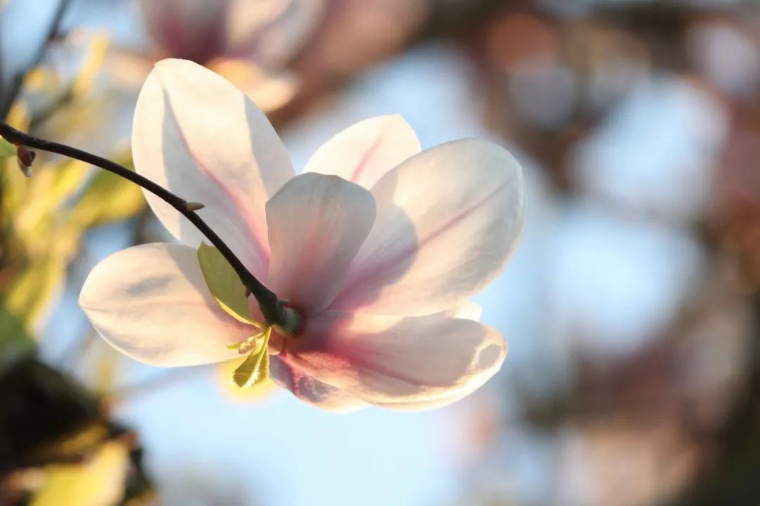 夜读 | 花朝节：美好总会伴着花开而来