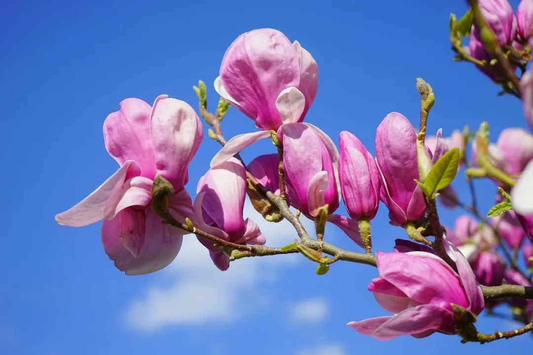 夜读 | 花朝节：美好总会伴着花开而来