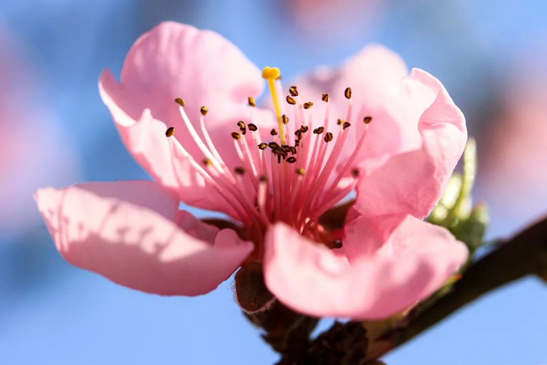 夜读 | 花朝节：美好总会伴着花开而来