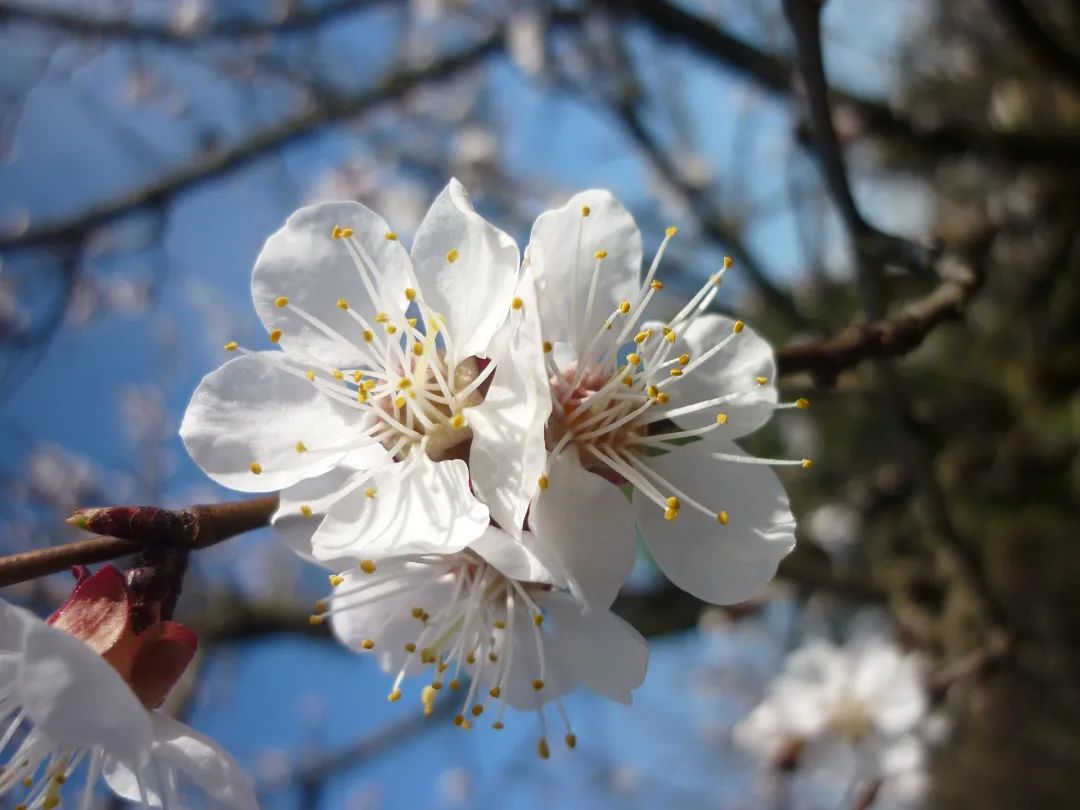 夜读 | 花朝节：美好总会伴着花开而来