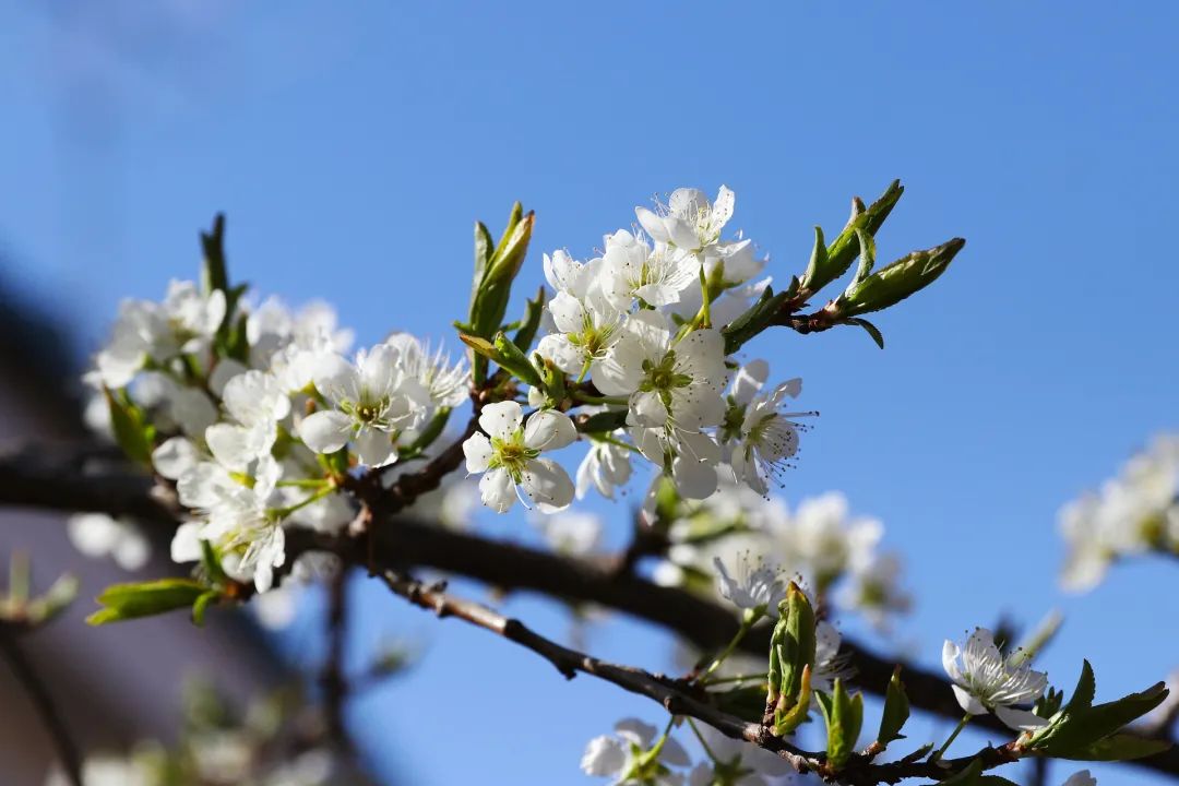 夜读 | 花朝节：美好总会伴着花开而来