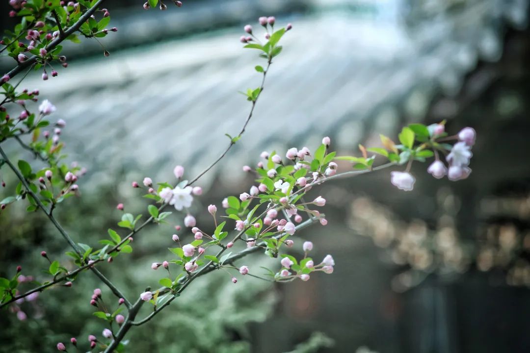 夜读 | 花朝节：美好总会伴着花开而来