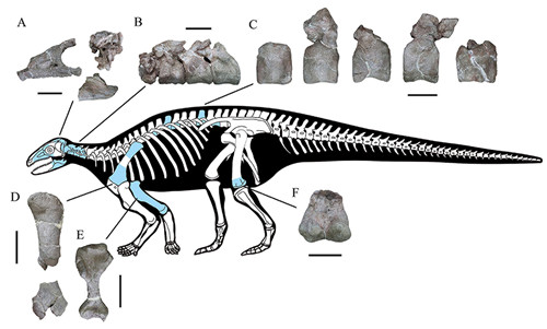 云南大学研究人员在玉溪发现亚洲最早的有甲类恐龙