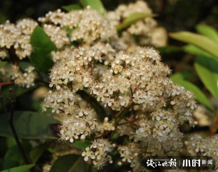 光叶石楠专家说,光叶石楠是一种常见栽培和野生种,生于山坡杂木林中.