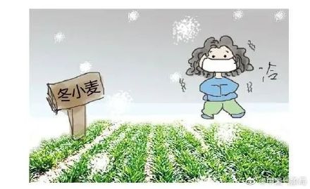 “倒春寒”会给农业带来哪些影响？