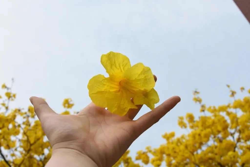 黄花风铃烂漫开