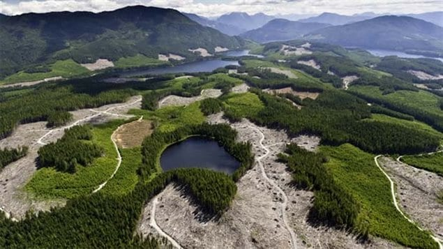 森林也“斑秃”？那该怎么治？丨大气悟理