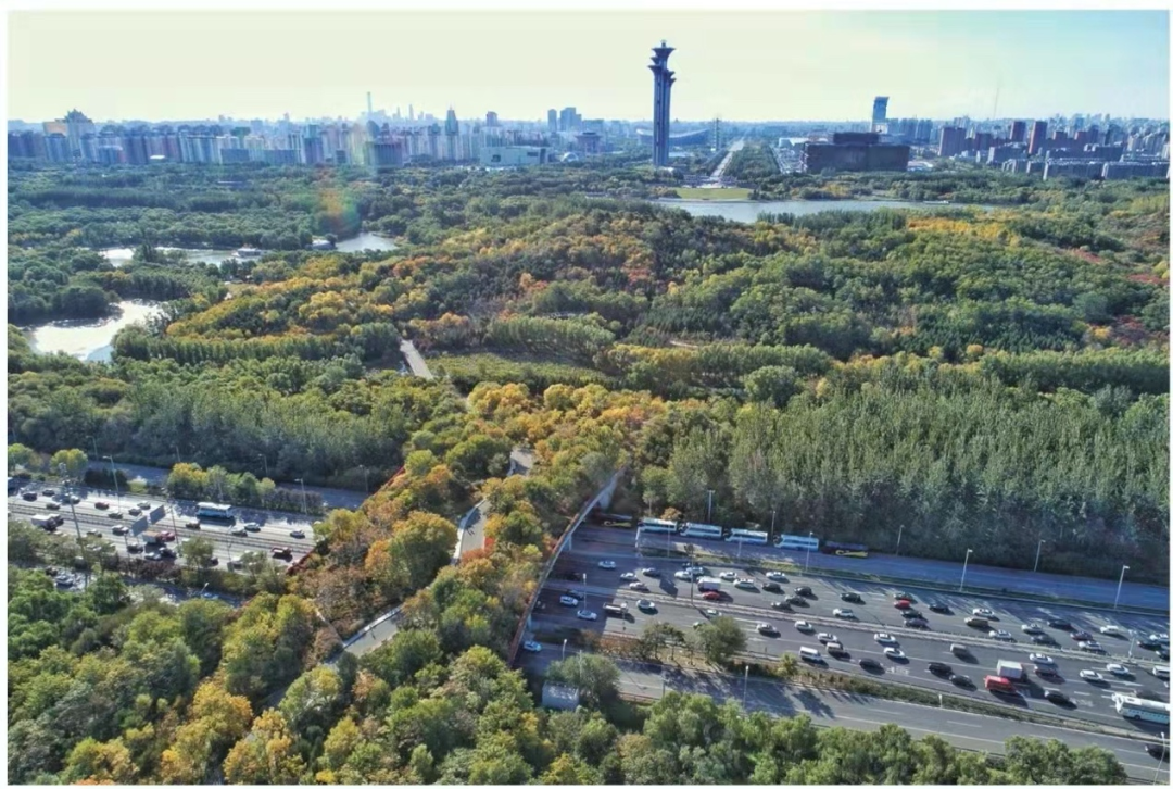 森林也“斑秃”？那该怎么治？丨大气悟理