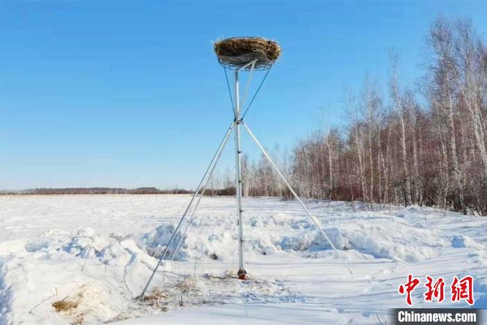 东方拆局进球体育资讯(东方白鹳全球繁殖种群集中地：搭建“科技感新房”迎鹳还巢)