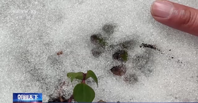 图片关键词 一场雪暴露了它们的脚印 广西贺州姑婆山自然保护区发现一批珍稀野生动物