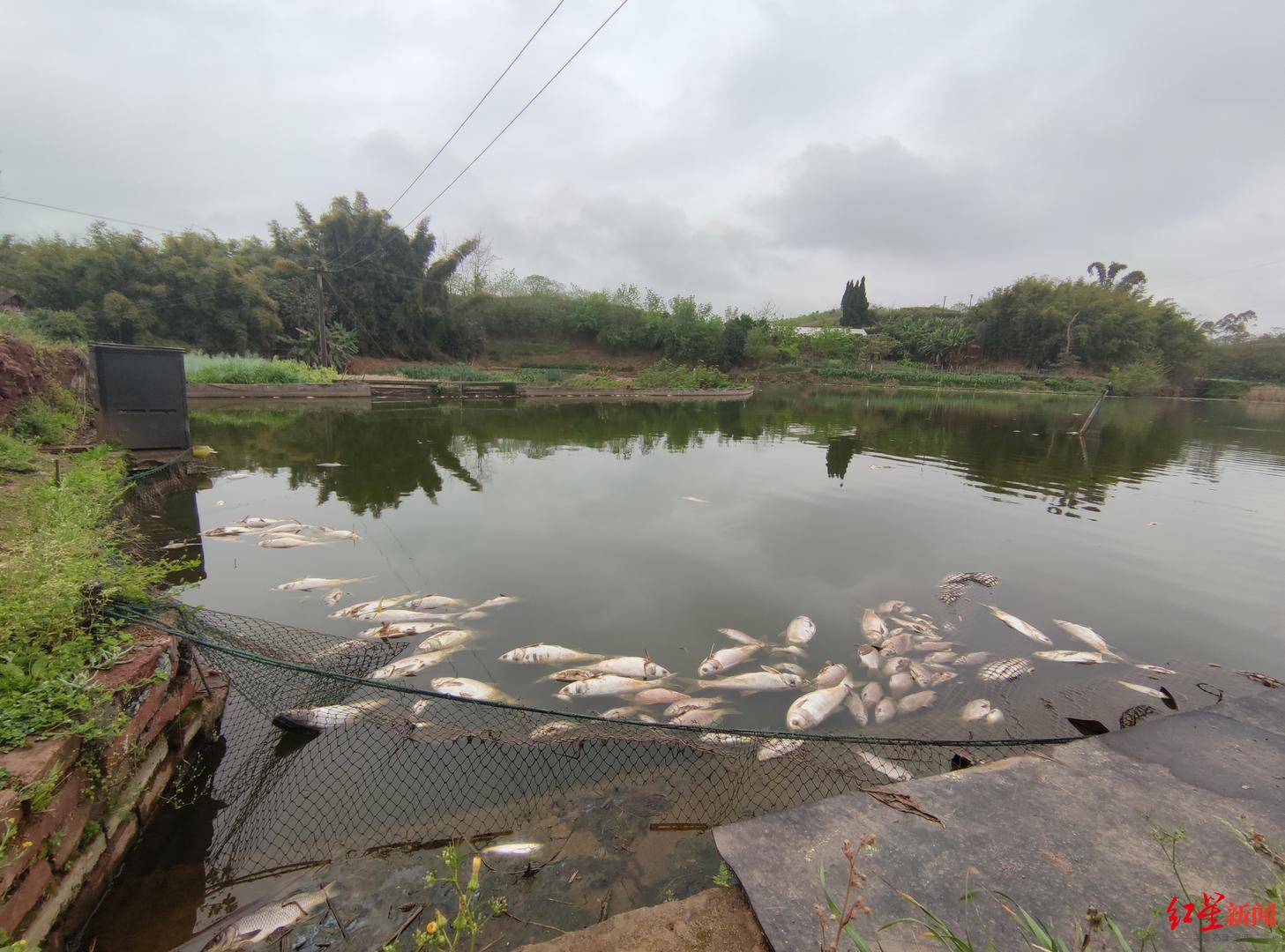 網(wǎng)購烏龍：魚塘上萬斤魚死亡損失數(shù)十萬，竟是賣家誤將“殺魚藥”當(dāng)殺蟲劑寄出