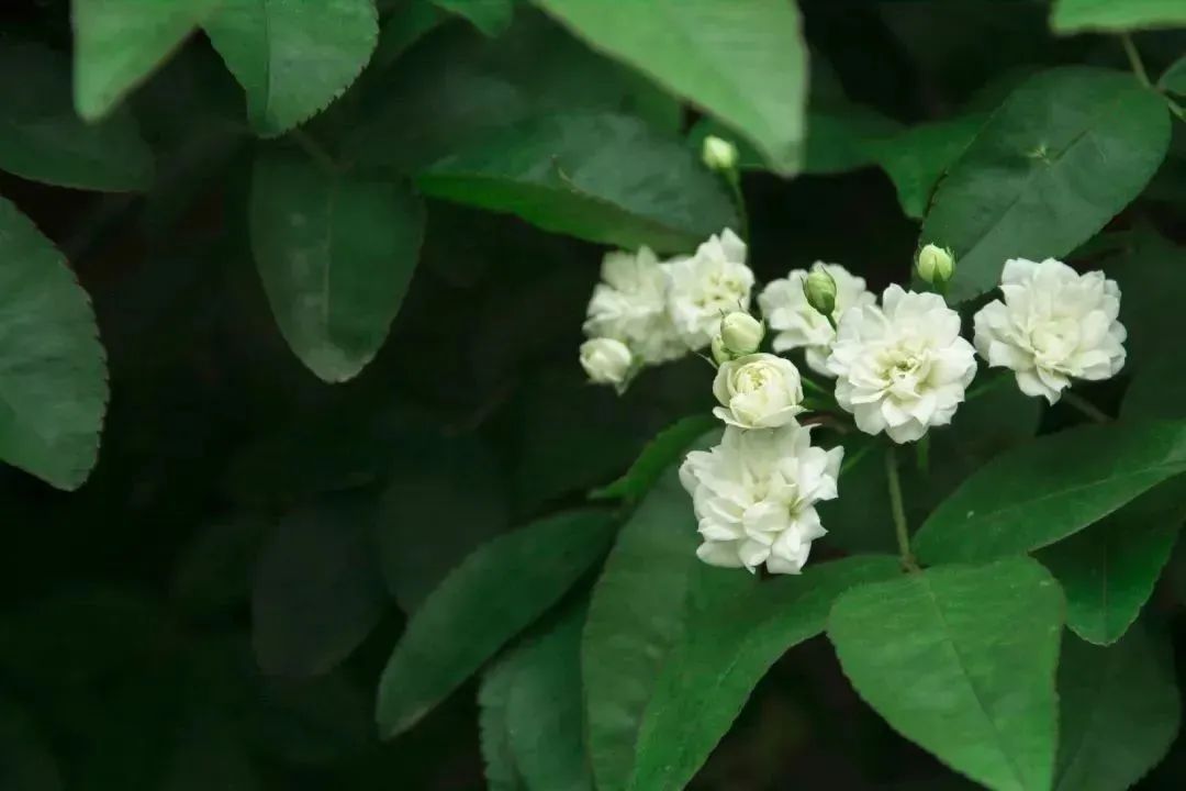 请查收！这封来自四川高校的春日来信