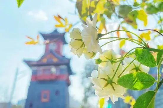 请查收！这封来自四川高校的春日来信