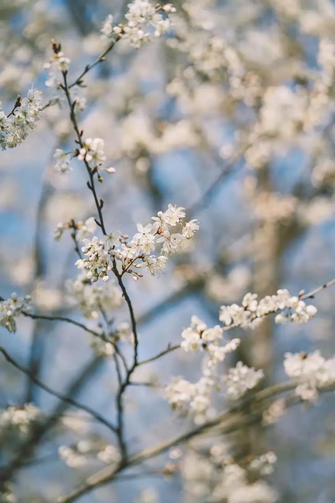 请查收！这封来自四川高校的春日来信