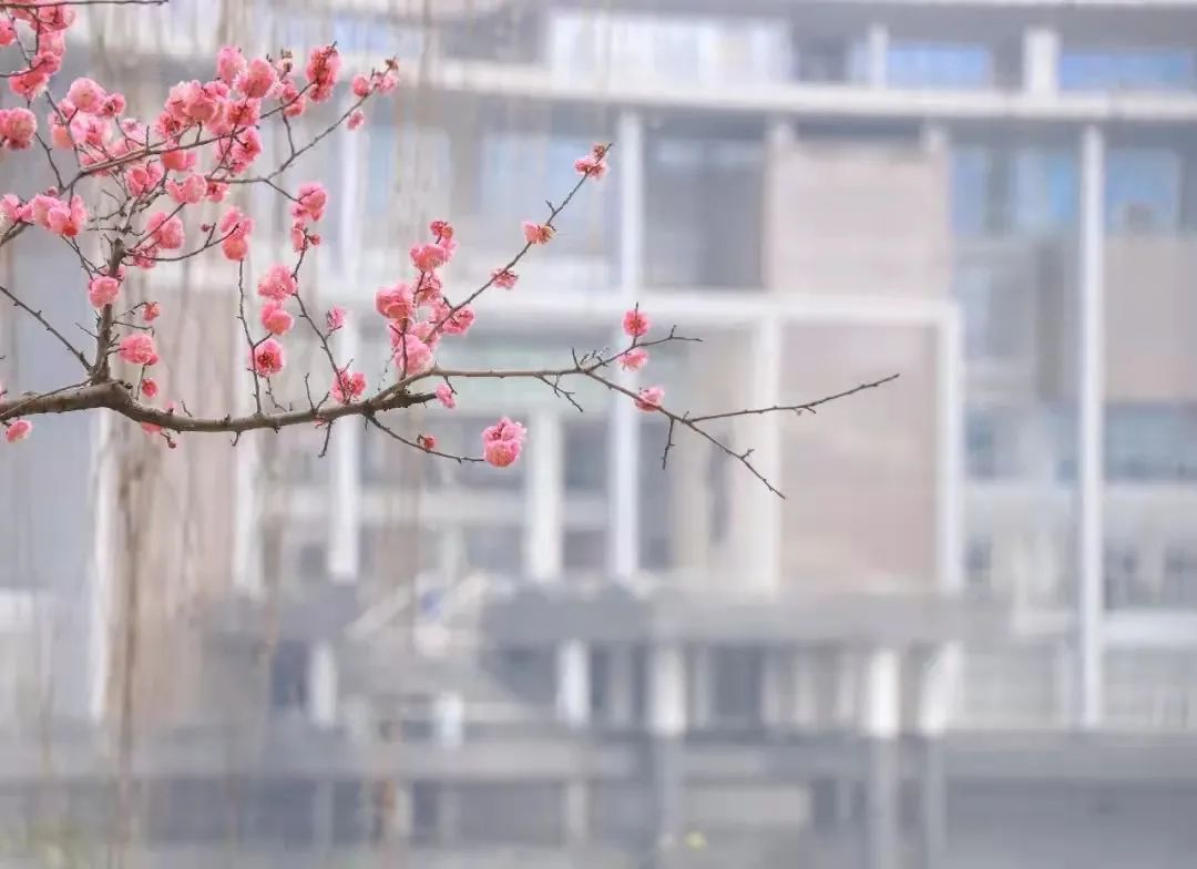 请查收！这封来自四川高校的春日来信