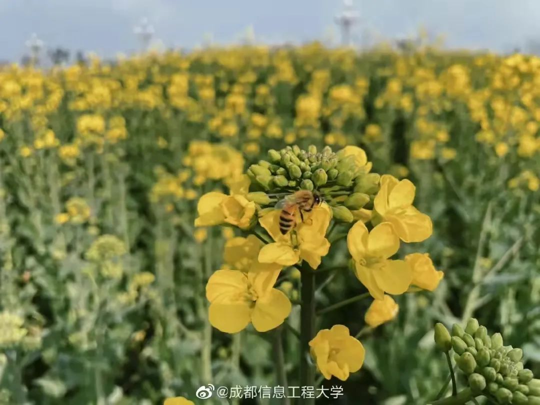 请查收！这封来自四川高校的春日来信