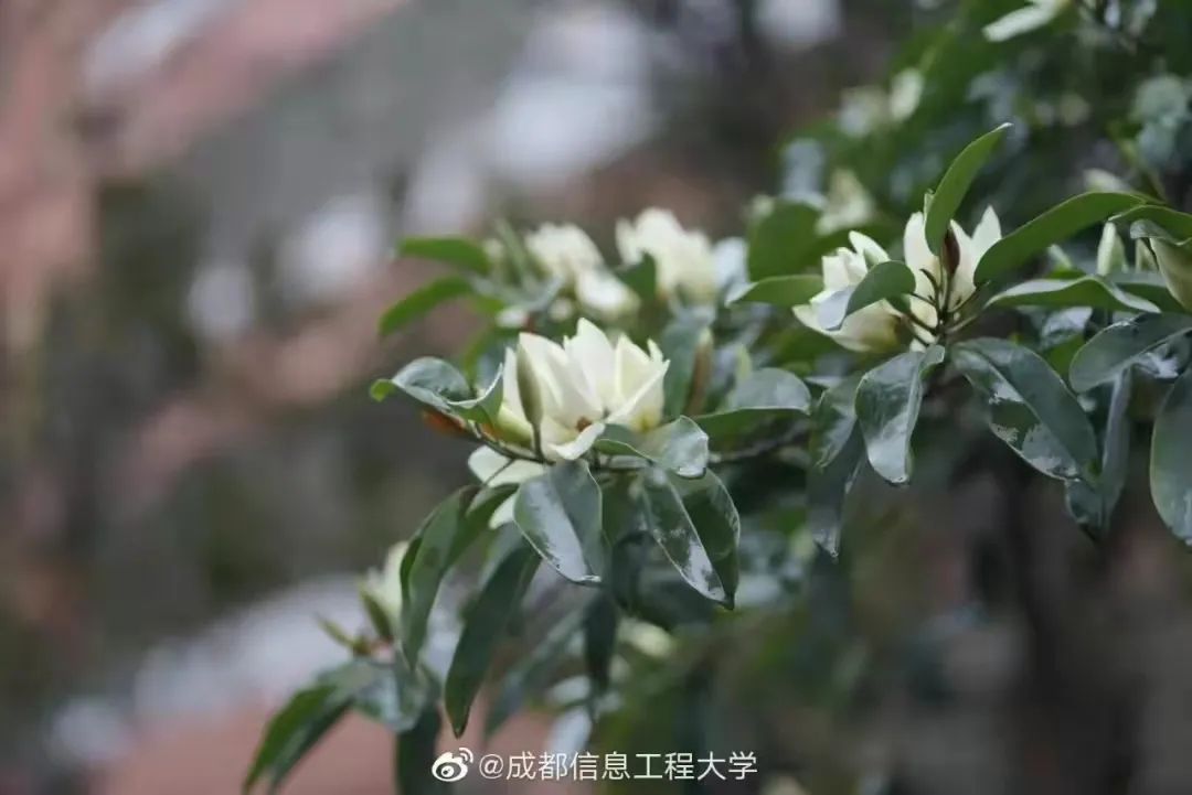 请查收！这封来自四川高校的春日来信