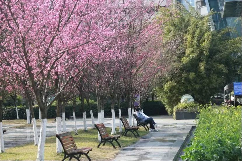 请查收！这封来自四川高校的春日来信