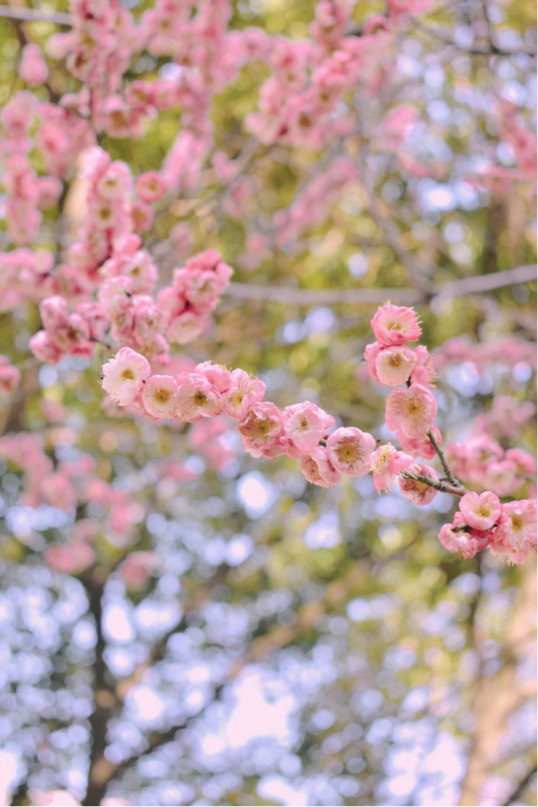 请查收！这封来自四川高校的春日来信