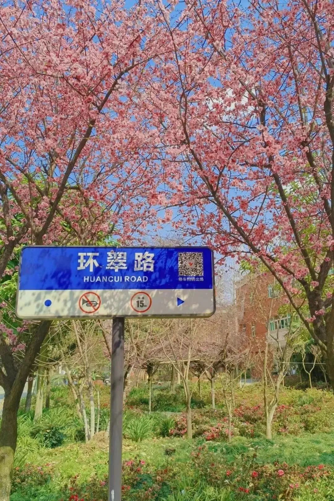 请查收！这封来自四川高校的春日来信