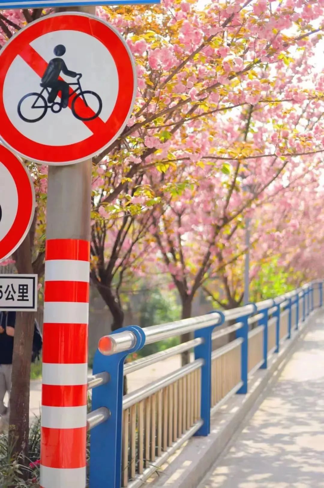 请查收！这封来自四川高校的春日来信