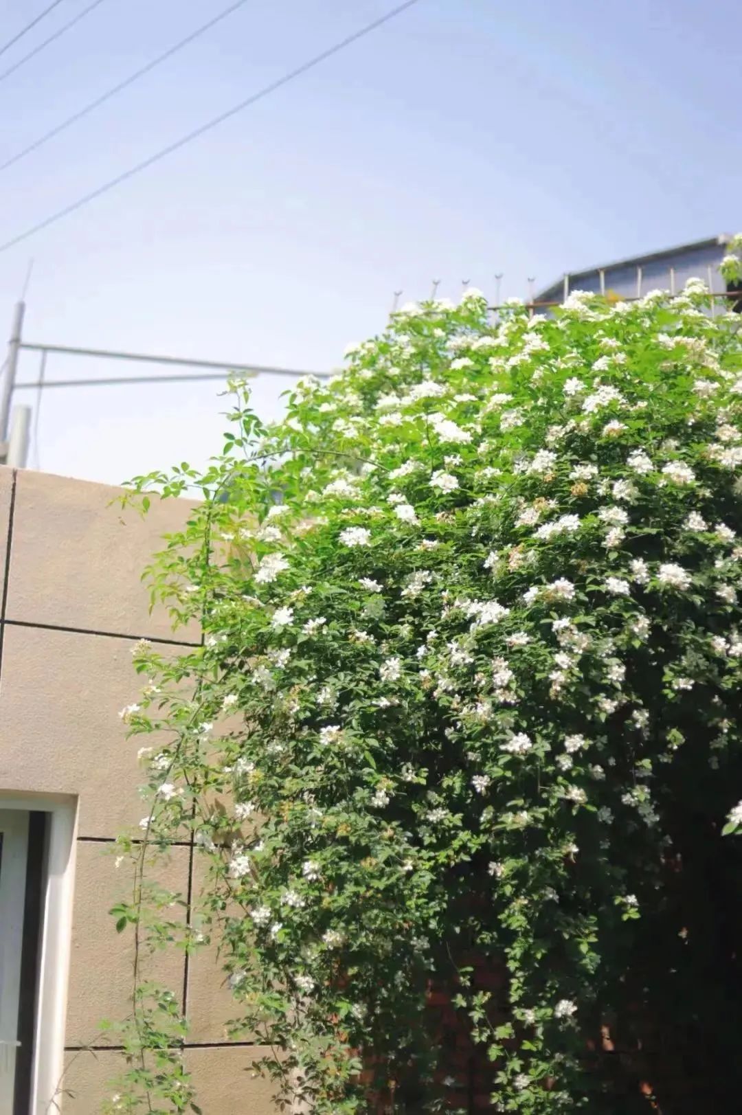 请查收！这封来自四川高校的春日来信