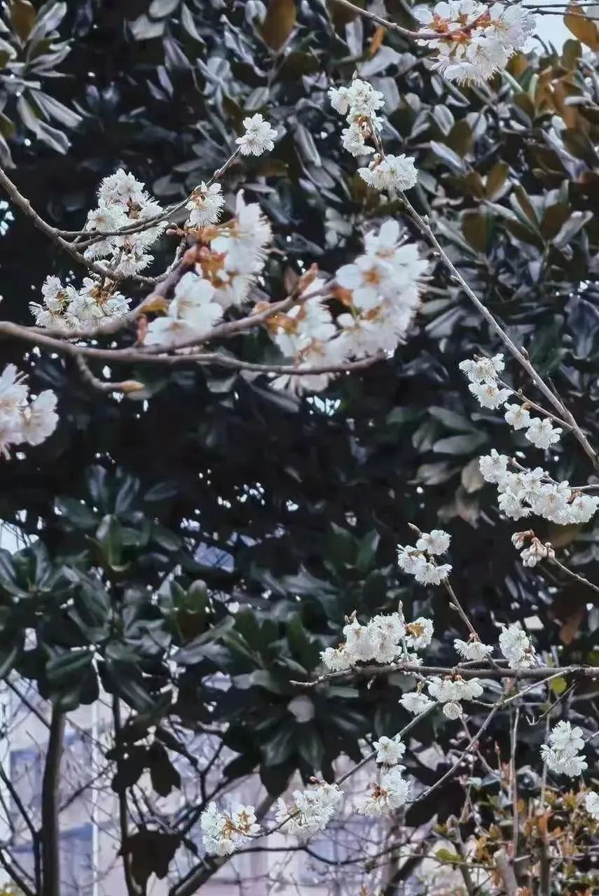 请查收！这封来自四川高校的春日来信