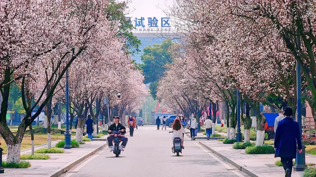 请查收！这封来自四川高校的春日来信