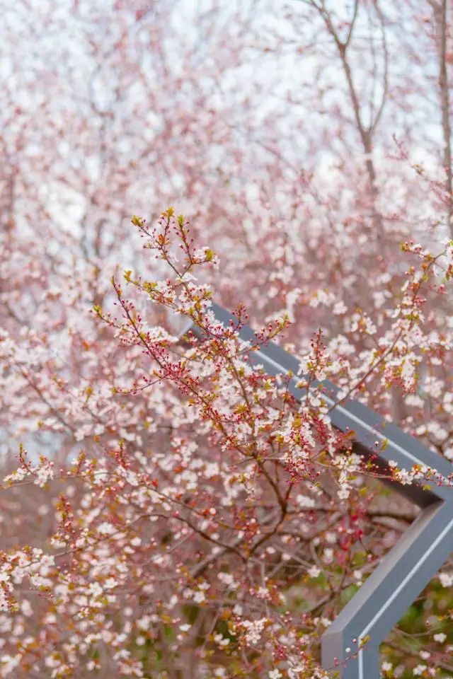 请查收！这封来自四川高校的春日来信