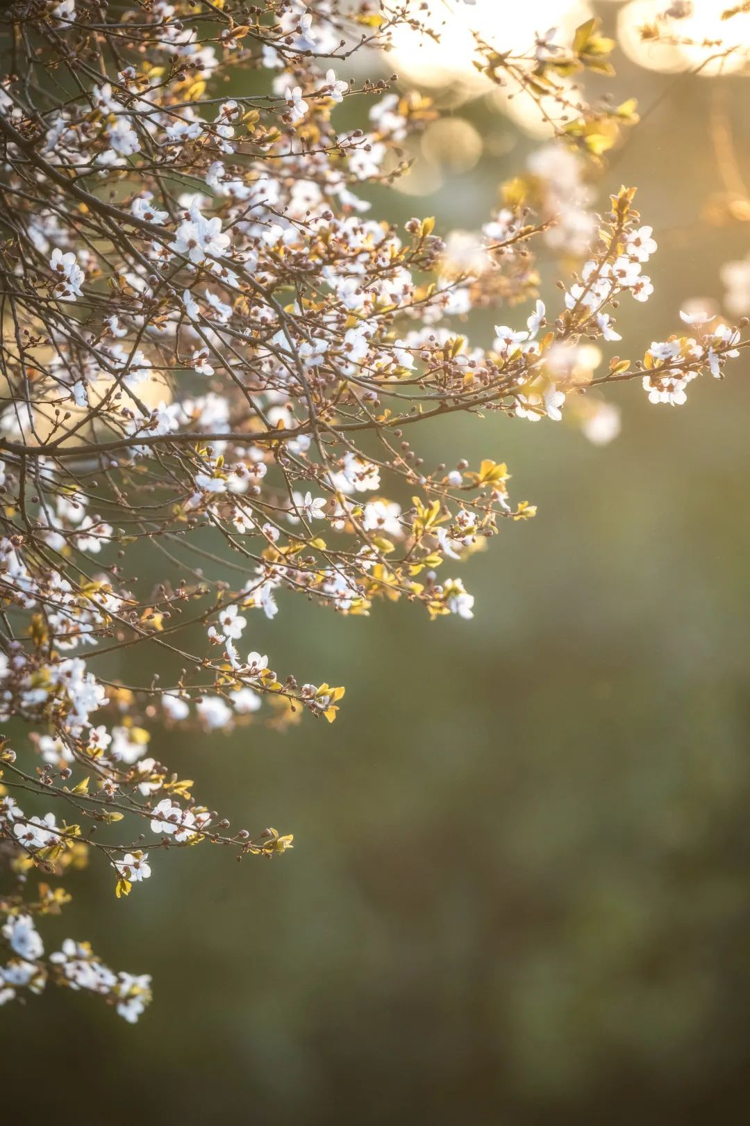 请查收！这封来自四川高校的春日来信