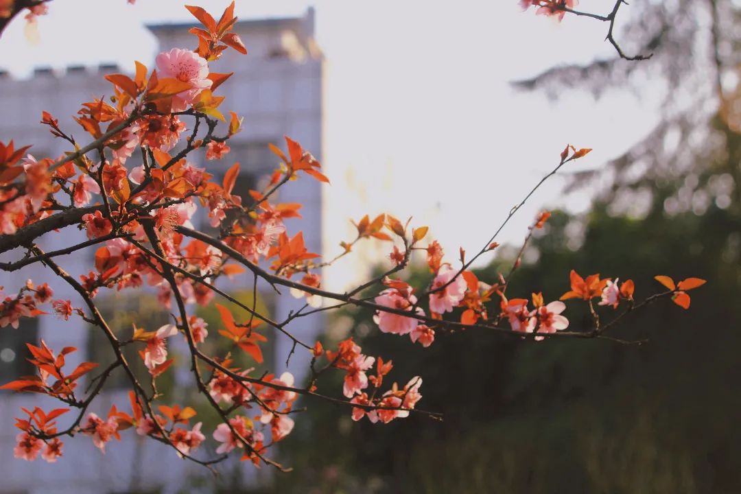 请查收！这封来自四川高校的春日来信