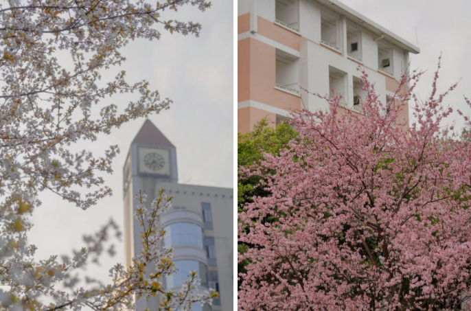 请查收！这封来自四川高校的春日来信