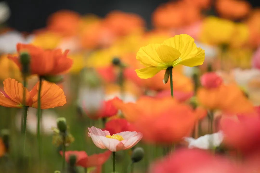 请查收！这封来自四川高校的春日来信