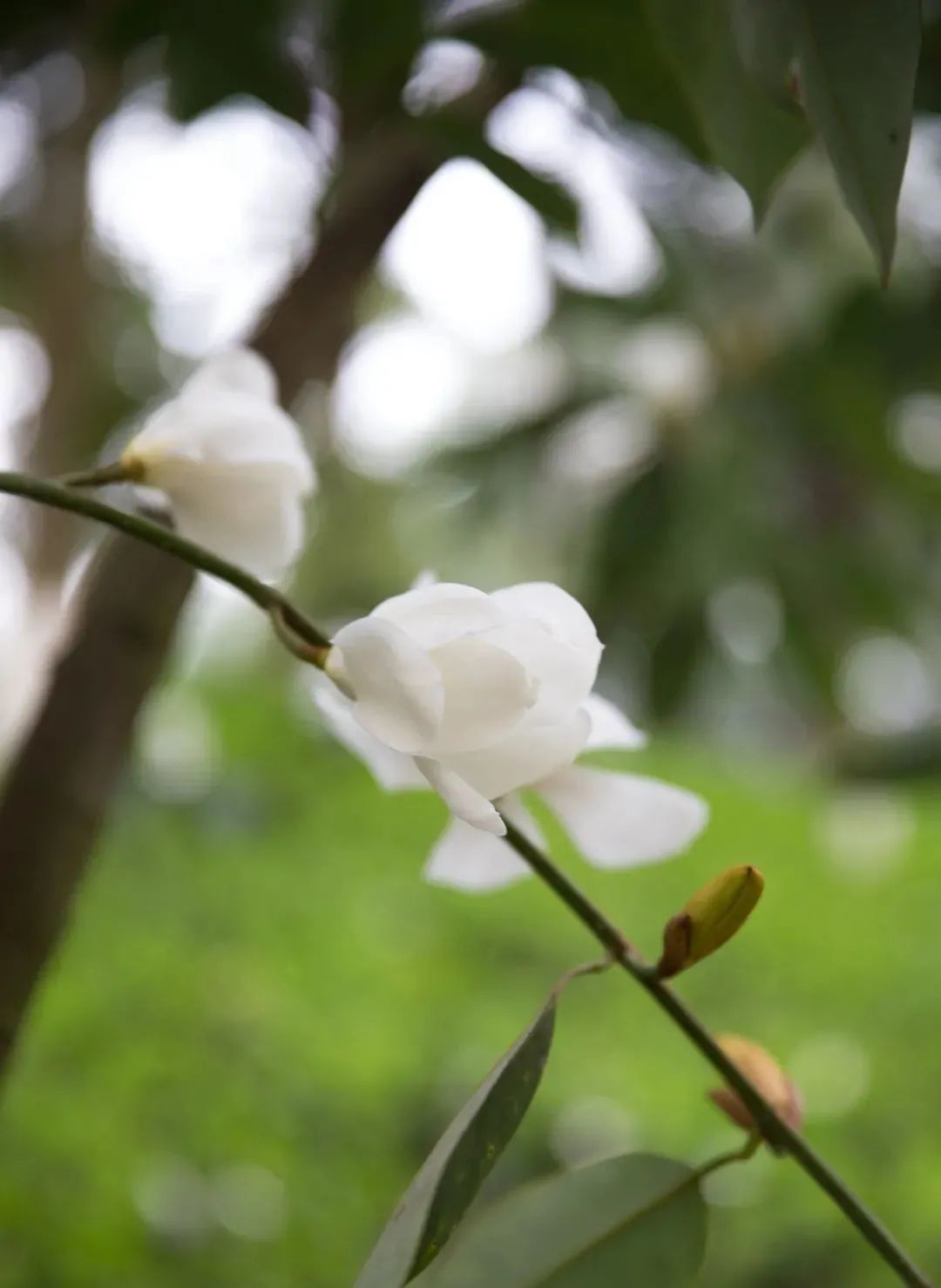 请查收！这封来自四川高校的春日来信