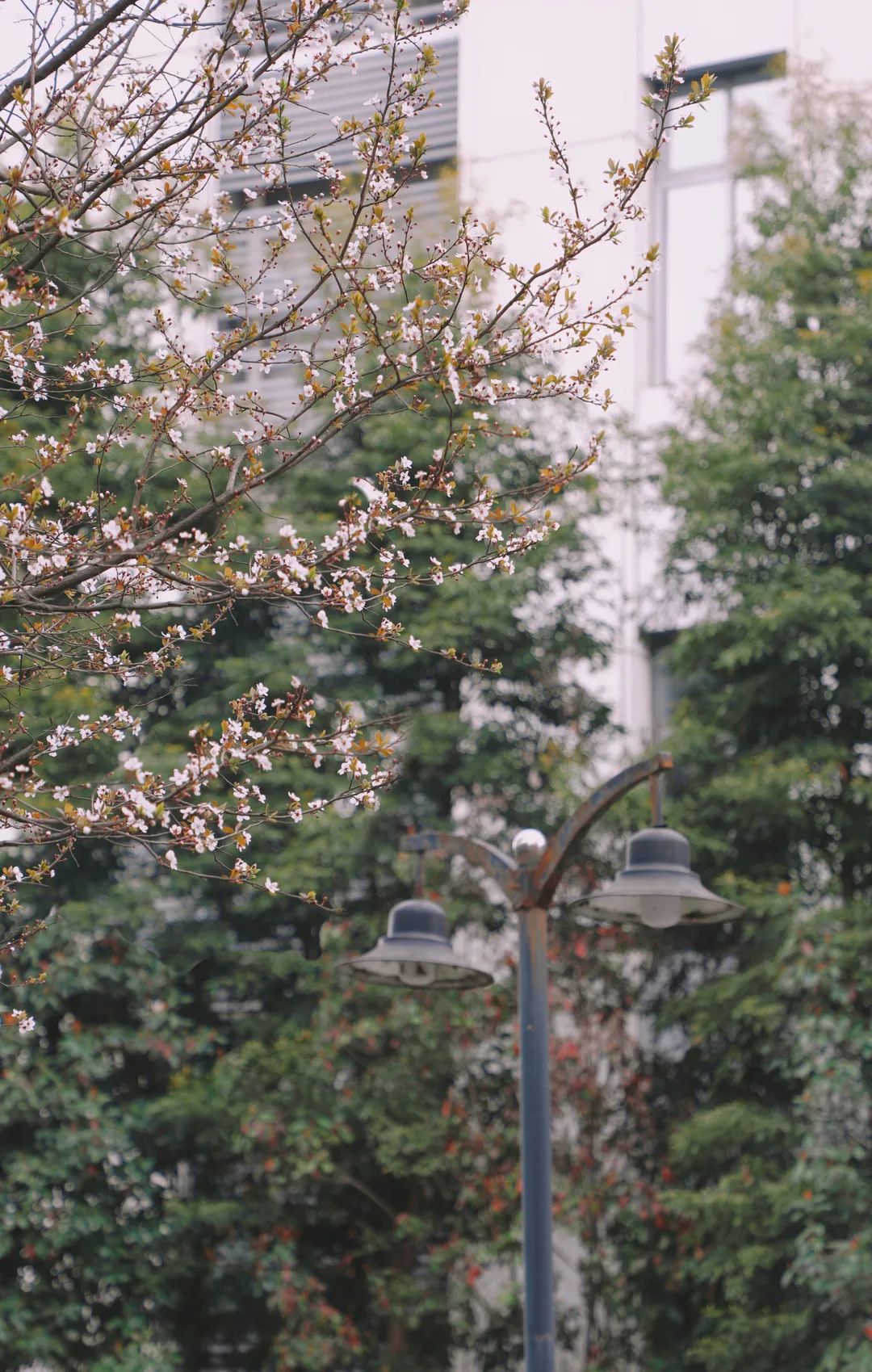 请查收！这封来自四川高校的春日来信