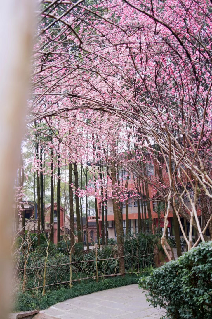 请查收！这封来自四川高校的春日来信