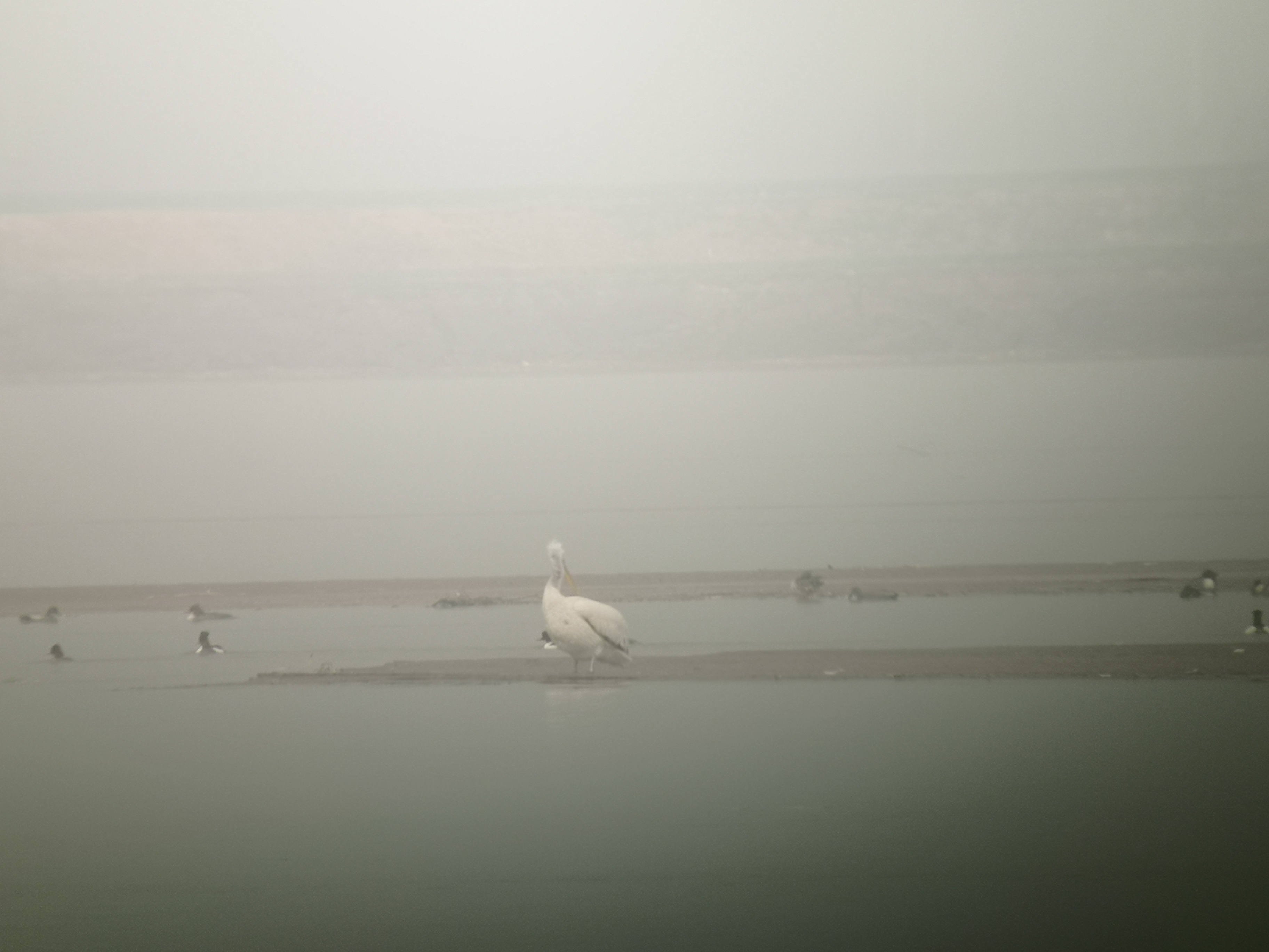 卷羽鹈鹕飞到郑州黄河湿地(稀客来访 卷羽鹈鹕飞到郑州黄河湿地)