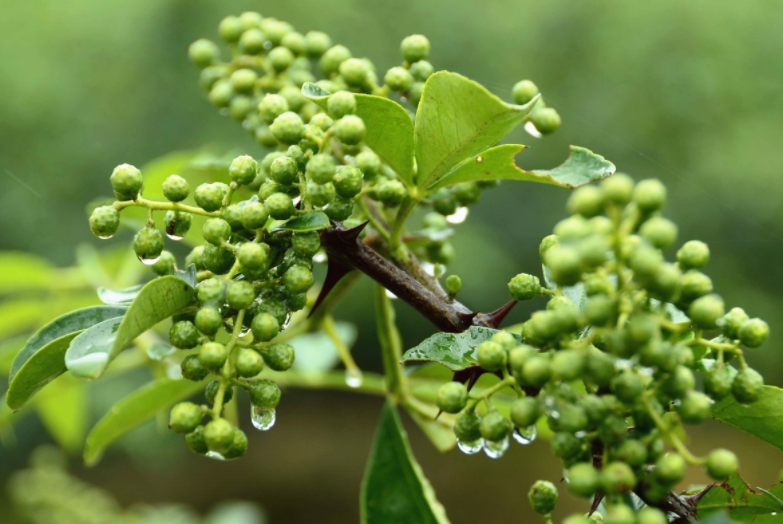 青花椒除螨虫喷剂推荐牌子-青花椒祛螨喷雾,轻轻一喷,360°无死角除螨